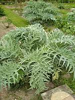 Cardons (Chateau de Cormatin, 2019-05) (2)